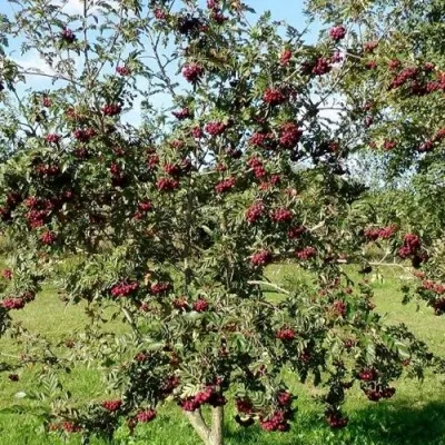 Рябина БУРКА сладкоплодная в Липецке