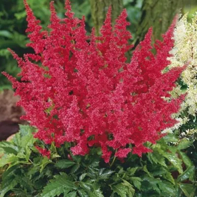 Астильба МОНТГОМЕРИ японская в Липецке