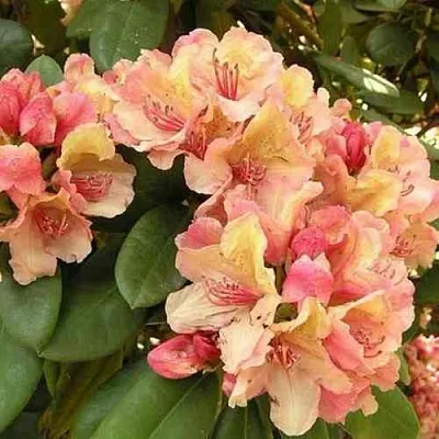 Рододендрон ФЛАУТАНДО в Липецке