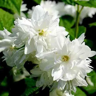 Жасмин ДАМ БЛАНШ  Жасмин ДАМ БЛАНШ в Липецке