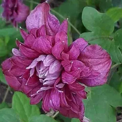 Клематис ПУРПУРЕА ПЛЕНА ЭЛЕГАНС  Клематис ПУРПУРЕА ПЛЕНА ЭЛЕГАНС в Липецке