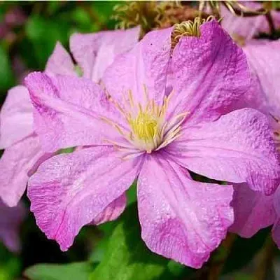 Клематис КОМТЕСС ДЕ БУШО  Клематис КОМТЕСС ДЕ БУШО в Липецке