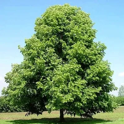 Липа мелколистная в Липецке