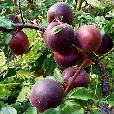 Шарафуга БЕЛЛА РОЯЛЬ в Липецке