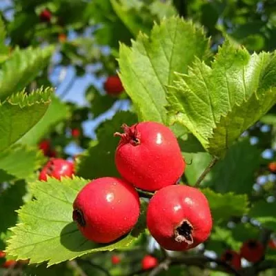 Боярышник МЯГКОВАТЫЙ в Липецке