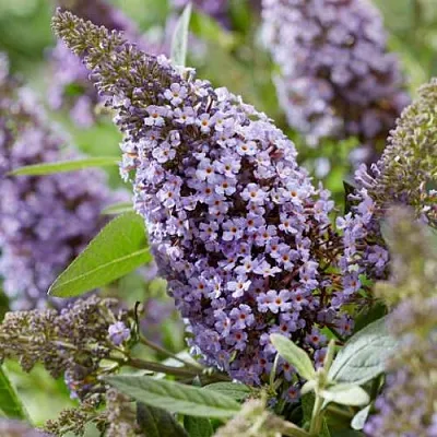 Буддлея давида БАТТЕРФЛЯЙ КАНДИ ЛИЛА СВИТХАРТ  Буддлея давида БАТТЕРФЛЯЙ КАНДИ ЛИЛА СВИТХАРТ в Липецке