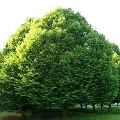 Граб японский  Граб японский в Липецке