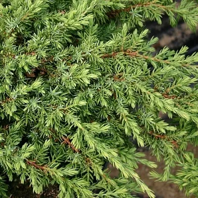 Можжевельник  Можжевельник в Липецке