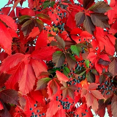 Девичий виноград  Девичий виноград в Липецке