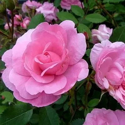 Саженцы роз ДЖОН ДЭВИС плетистая  Саженцы роз ДЖОН ДЭВИС плетистая в Липецке