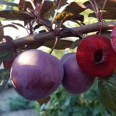 Слива ПАННА  в Липецке