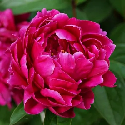 Пион ЛУИ ВАН-ГУТТ травянистый  Пион ЛУИ ВАН-ГУТТ травянистый в Липецке