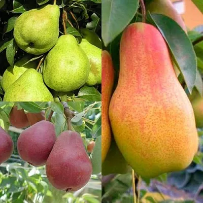 Комплект ГРУШЕВОЕ АССОРТИ в Липецке