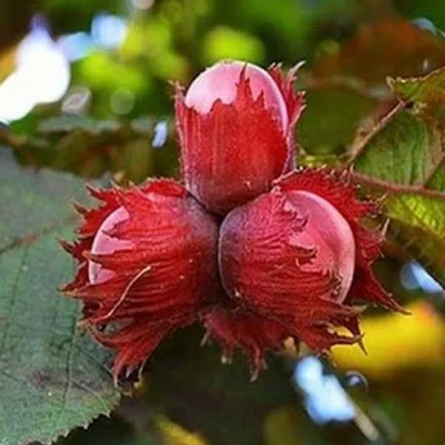 Фундук КРАСНЫЙ ЯНТАРЬ в Липецке