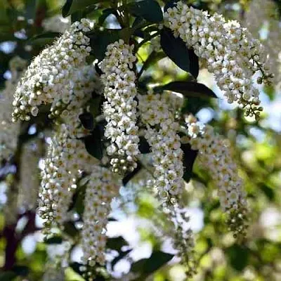 Черемуха виргинская ШУБЕРТ  Черемуха виргинская ШУБЕРТ в Липецке