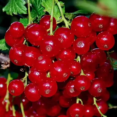 Смородина красная СЕРПАНТИН  Смородина красная СЕРПАНТИН в Липецке