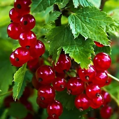 Смородина красная РОЛАН  Смородина красная РОЛАН в Липецке