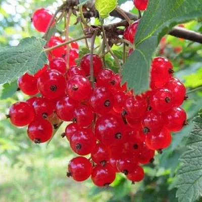 Смородина красная КРАСНАЯ АНДРЕЙЧЕНКО  Смородина красная КРАСНАЯ АНДРЕЙЧЕНКО в Липецке