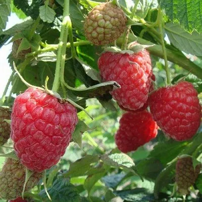 Малина КОЛОКОЛЬЧИК  Малина КОЛОКОЛЬЧИК в Липецке