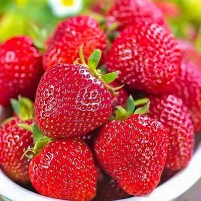 Клубника СИЛЬВИЯ в Липецке