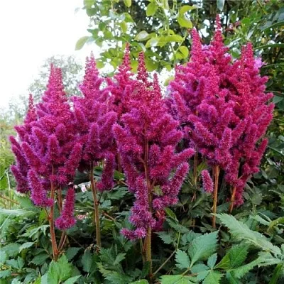 Астильба ВИЖНС китайская  Астильба ВИЖНС китайская в Липецке