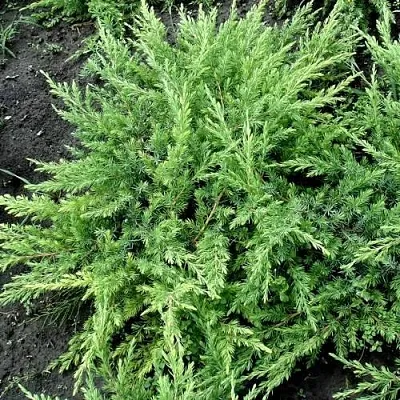 Можжевельник ШЛЯГЕР прибрежный  Можжевельник ШЛЯГЕР прибрежный в Липецке