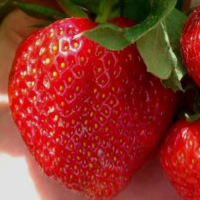 Клубника МАГНУС в Липецке