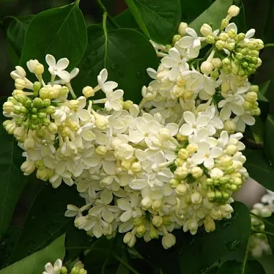 Сирень ПРИМРОУЗ  Сирень ПРИМРОУЗ в Липецке