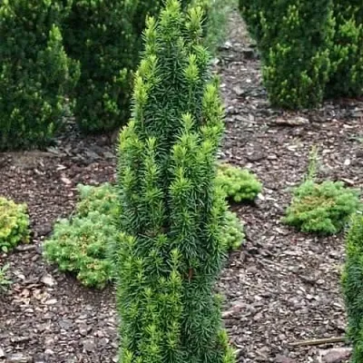 Тис ВОЙТЕК средний   Тис ВОЙТЕК средний  в Липецке