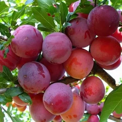 Слива НЕКТАРИННАЯ АРОМАТНАЯ в Липецке