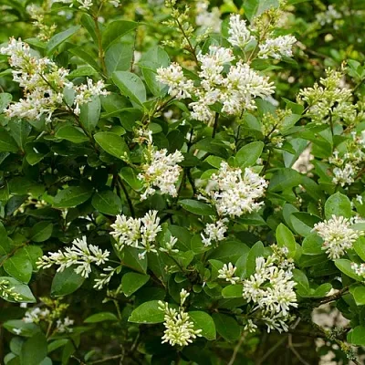 Бирючина  Бирючина в Липецке