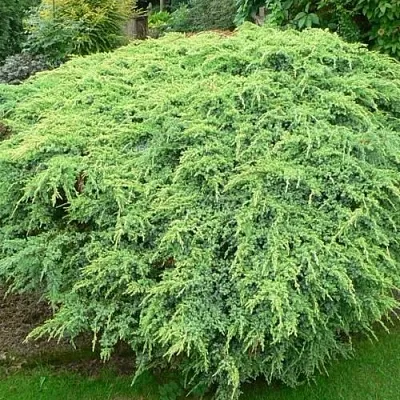 Можжевельник ХОЛГЕР чешуйчатый  Можжевельник ХОЛГЕР чешуйчатый в Липецке