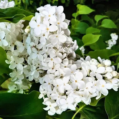 Сирень МАЛЕНЬКИЙ ПРИНЦ  Сирень МАЛЕНЬКИЙ ПРИНЦ в Липецке