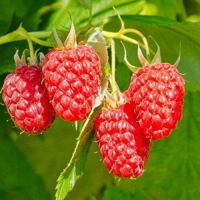 Малина ИЗОБИЛЬНАЯ в Липецке