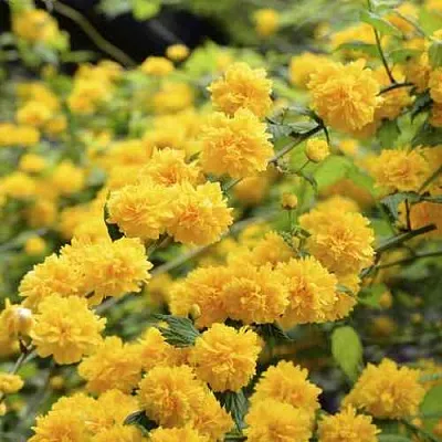 Керрия японская АУРЕОВАРИЕГАТТА  Керрия японская АУРЕОВАРИЕГАТТА в Липецке