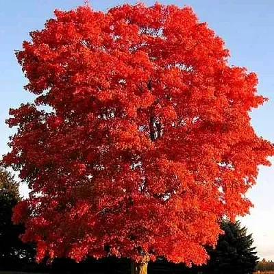 Дуб красный   Дуб красный  в Липецке