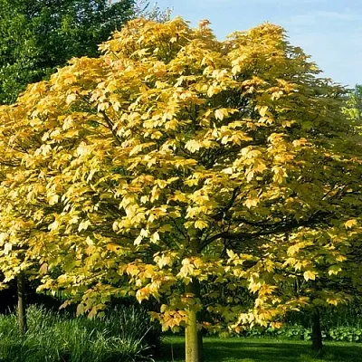 Клен ложноплатановый  Клен ложноплатановый в Липецке