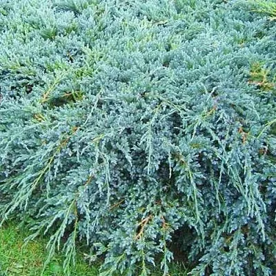 Можжевельник БЛЮ КАРПЕТ чешуйчатый  Можжевельник БЛЮ КАРПЕТ чешуйчатый в Липецке