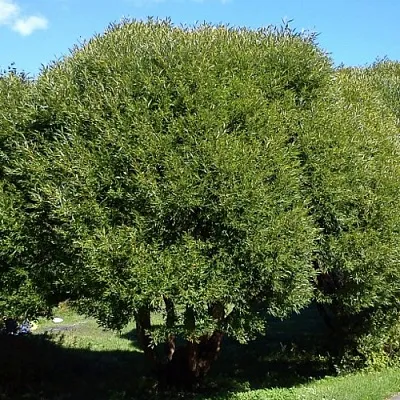 Ива ломкая  в Липецке