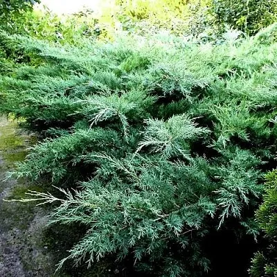 Можжевельник ПФИТЦЕРИАНА ГЛАУКА средний  Можжевельник ПФИТЦЕРИАНА ГЛАУКА средний в Липецке