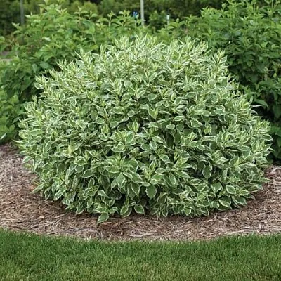 Дерен ЭЛЕГАНТИССИМА белый  Дерен ЭЛЕГАНТИССИМА белый в Липецке