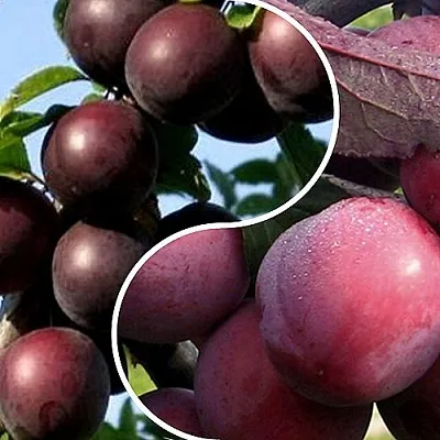 Комплект ИЗЮМИНКА САДА в Липецке