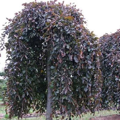 Бук в Липецке