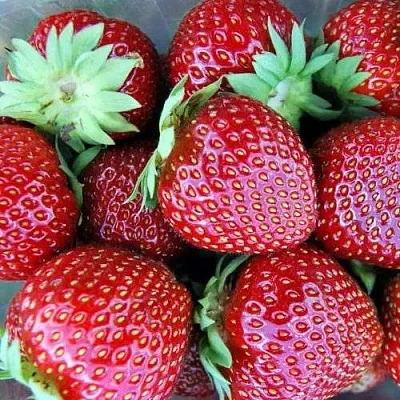 Клубника МАЛЬВИНА в Липецке