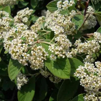 Кизильник пузырчатый  Кизильник пузырчатый в Липецке