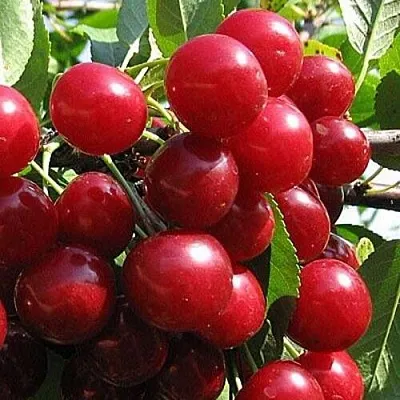 Вишня ГЛУБОКСКАЯ в Липецке