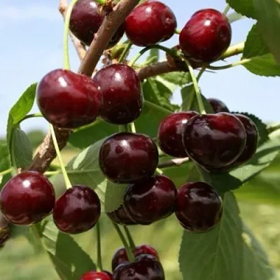 Вишня ГРИОТ БЕЛОРУССКИЙ в Липецке