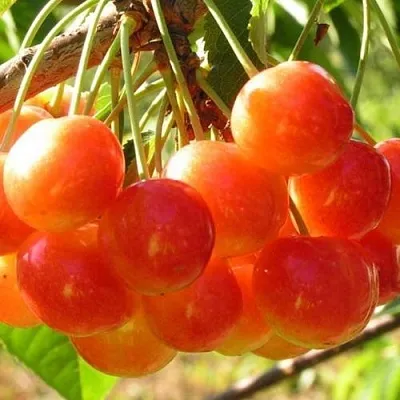 Черешня СОПЕРНИЦА  Черешня СОПЕРНИЦА в Липецке