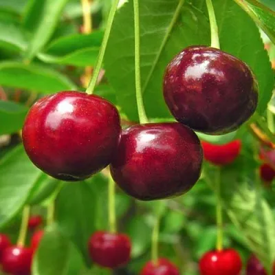 Вишня УЙФЕХЕРТОЙ ФЮРТОШ в Липецке