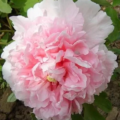 Пион БУКЕТ РОЗОВЫХ ГВОЗДИК древовидный  Пион БУКЕТ РОЗОВЫХ ГВОЗДИК древовидный в Липецке